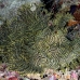 rhinopias_lacy_crci_mb_h_0054_png1837.jpg